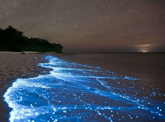 The bioluminescent bay on Vieques, Puerto Rico